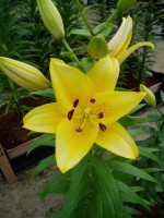 [1715 Naniing Mak No01.JPG]